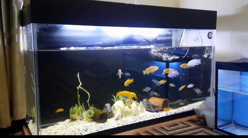 zavadaskoy xitoy akvarium 200 litr hrustal oyna zavadaskoy xitoy akvarium 200 litr hrustal oyna