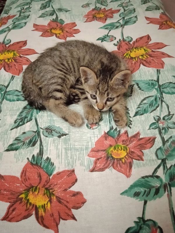 Котёнок 2 месяца Котёнок 2 месяца