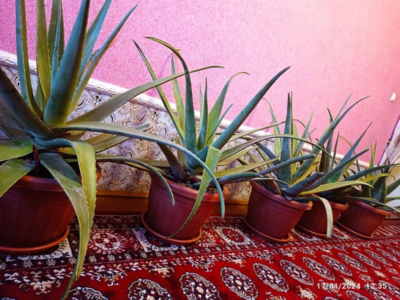 Aloe 7-8 yillik