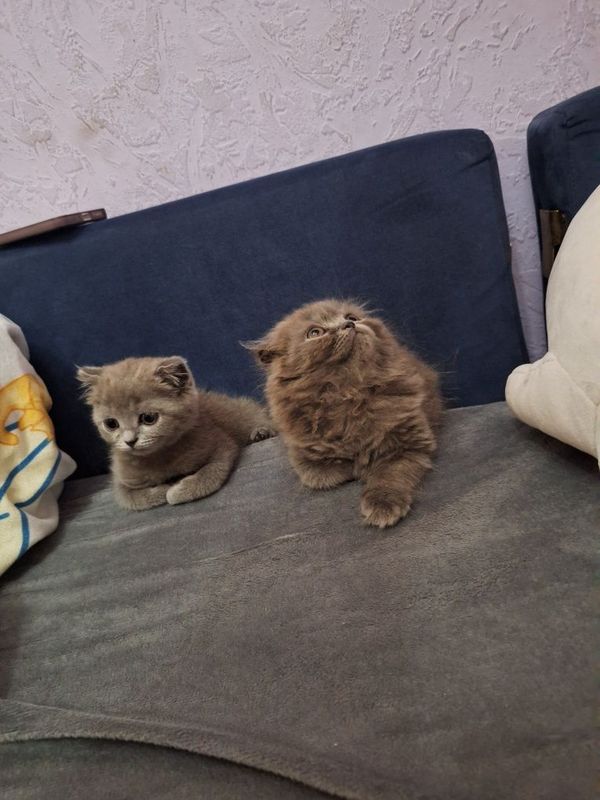 Шотландский котенок Шотландский котенок