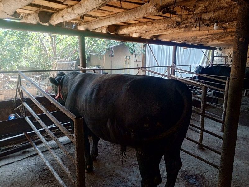 Angus buqa sotiladi Angus buqa sotiladi