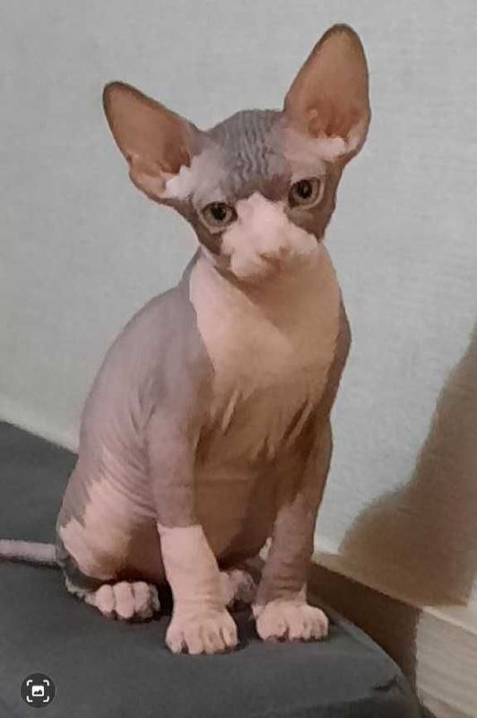 Котёнок сфинкс мальчик Котёнок сфинкс мальчик