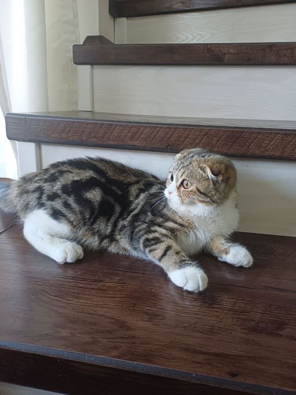 Продам котенка девочку скотиш фолд. Продам котенка девочку скотиш фолд.