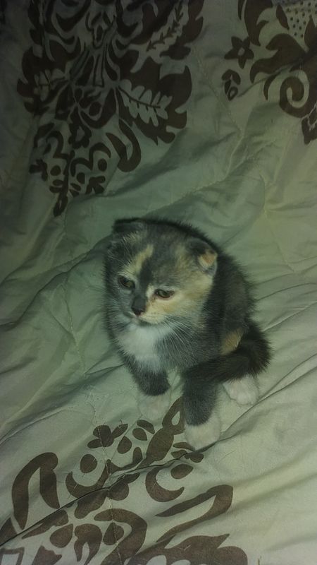 Вислоухие котята