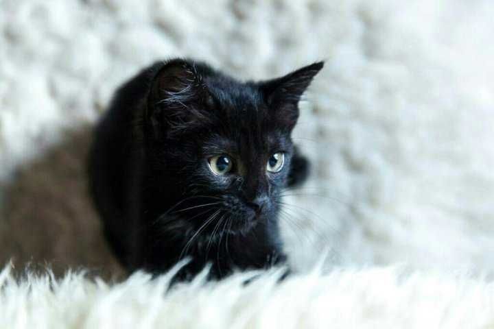 Котёнок в хорошие руки Котёнок в хорошие руки