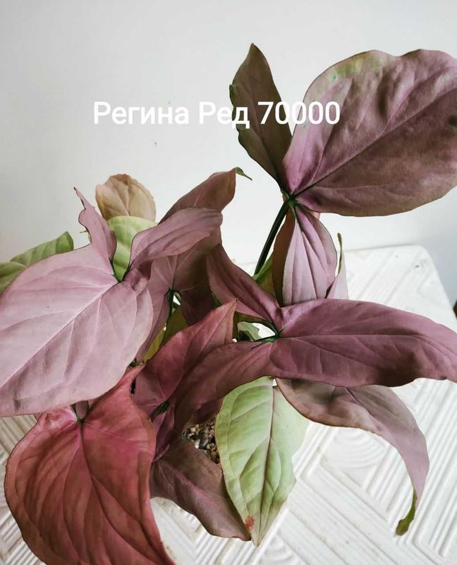 Продаю сингониум Регина Рэд с нежной расцветкой Продаю сингониум Регина Рэд с нежной расцветкой