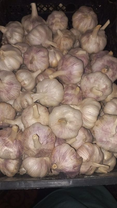 Chesnok xolati yaxshi nomer qoldirdim tel qilishila mumkin Chesnok xolati yaxshi nomer qoldirdim tel qilishila mumkin