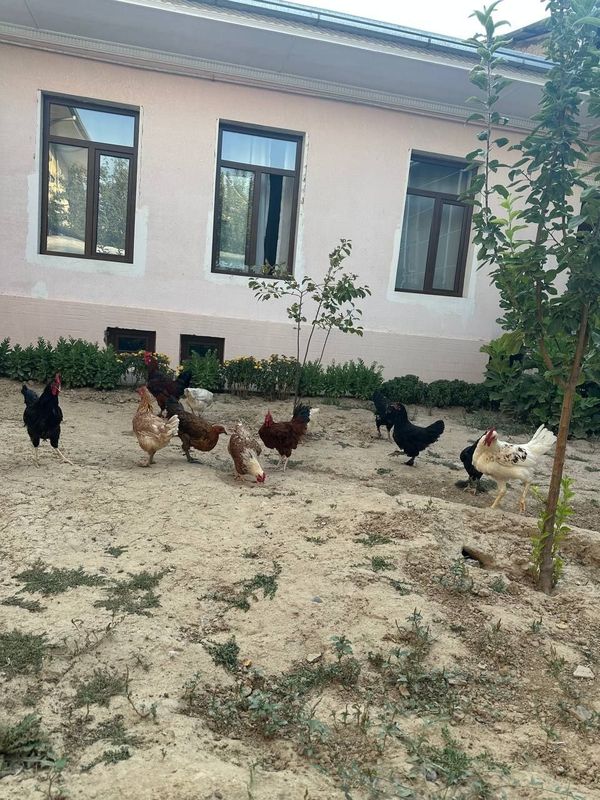 Tovuqlar sotiladi Tovuqlar sotiladi