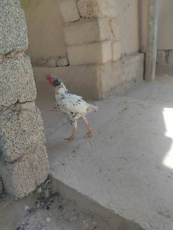 Sogʻlom ko shamo parala