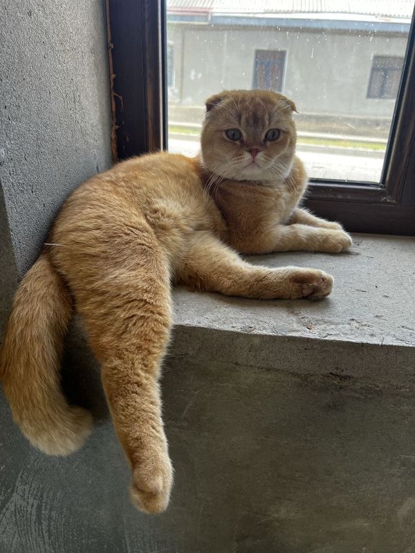 котенок скоттиш фолд котенок скоттиш фолд