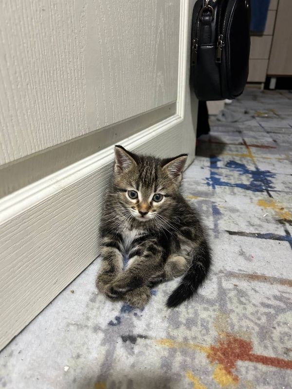 Отдам котёнка в добрую и любящую семью Отдам котёнка в добрую и любящую семью