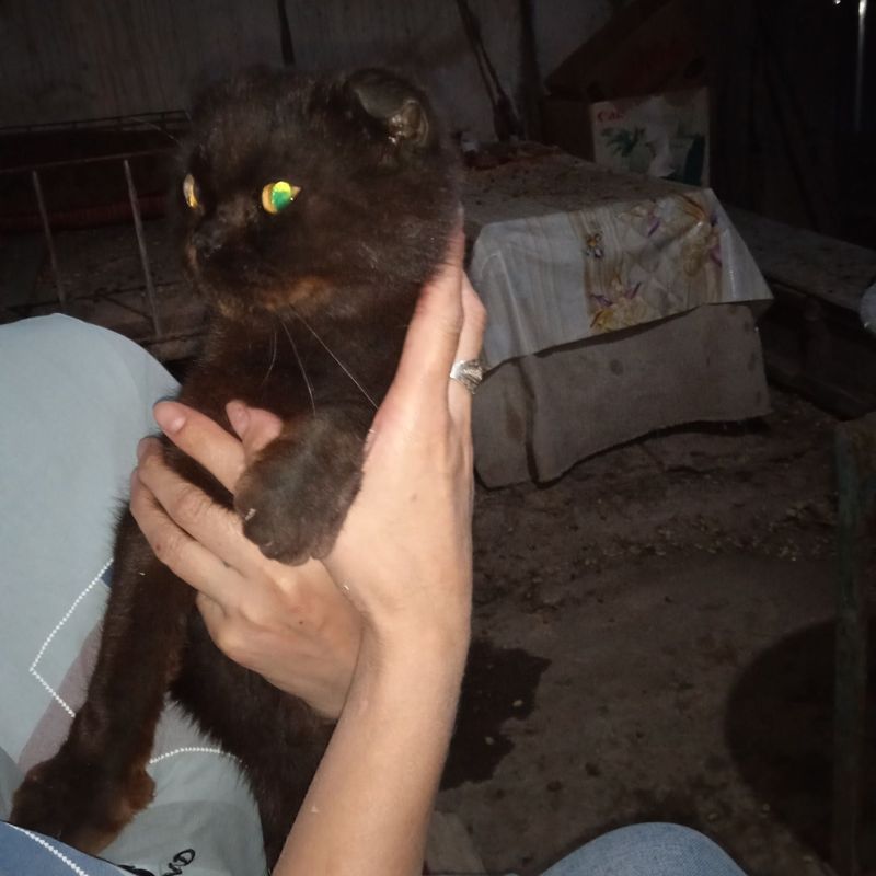 Отдам в добрые и заботливые руки,кошка вислоухая, очень ласковая Каган Отдам в добрые и заботливые руки,кошка вислоухая, очень ласковая Каган