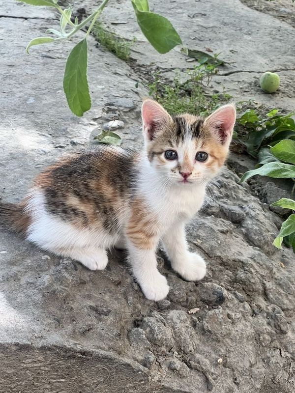 Котята 2 девочки, трёхцветная и рыжая Котята 2 девочки, трёхцветная и рыжая