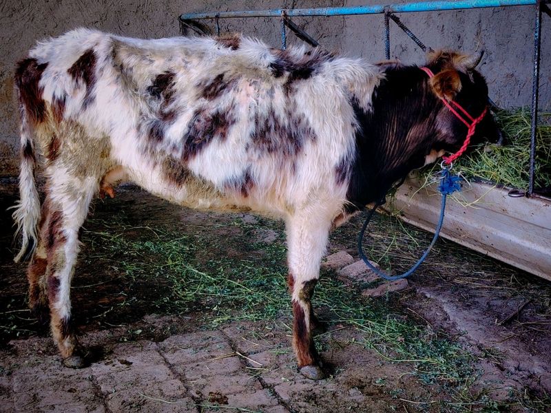 Ona bola sigir sotiladi 1chi tug'ish Ona bola sigir sotiladi 1chi tug'ish