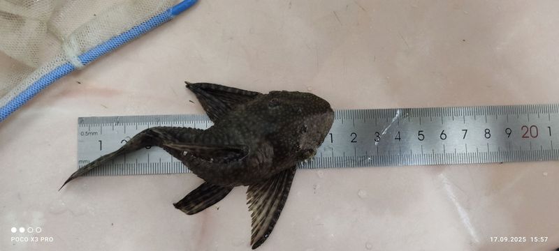 Анцитрусы. 11 см