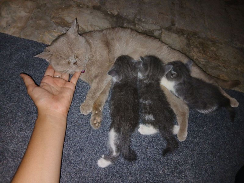 Скотиш британский Скотиш британский