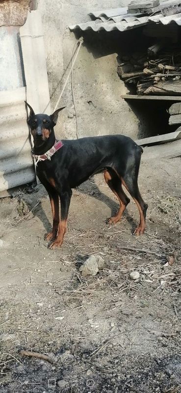 Doberman sotiladi aqlli toza