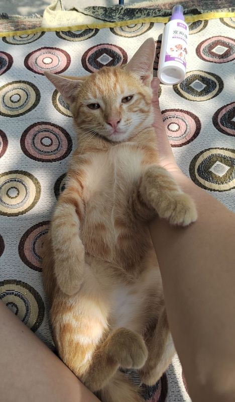 Продаются котята Продаются котята