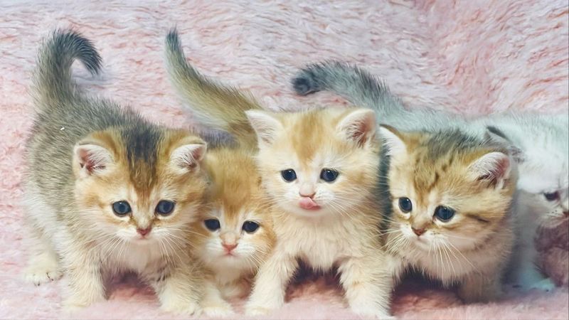 Шикарные котята британской породы Шикарные котята британской породы