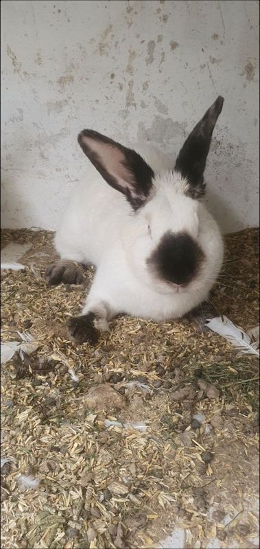 Ona quyonla kota yiri narsala nasil olishga idial narsala Ona quyonla kota yiri narsala nasil olishga idial narsala