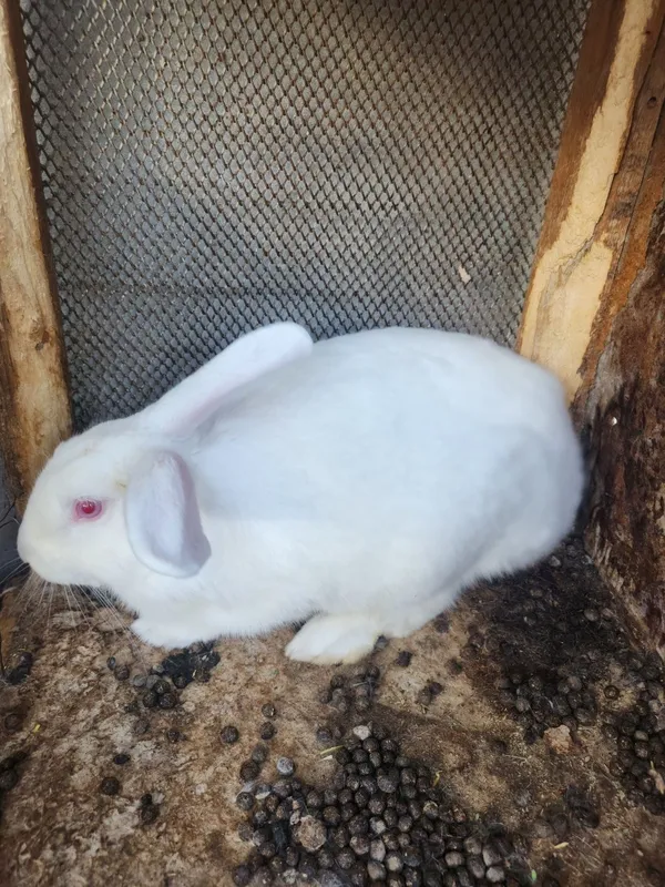 Продам кролик самец очень красивая здоровый Продам кролик самец очень красивая здоровый