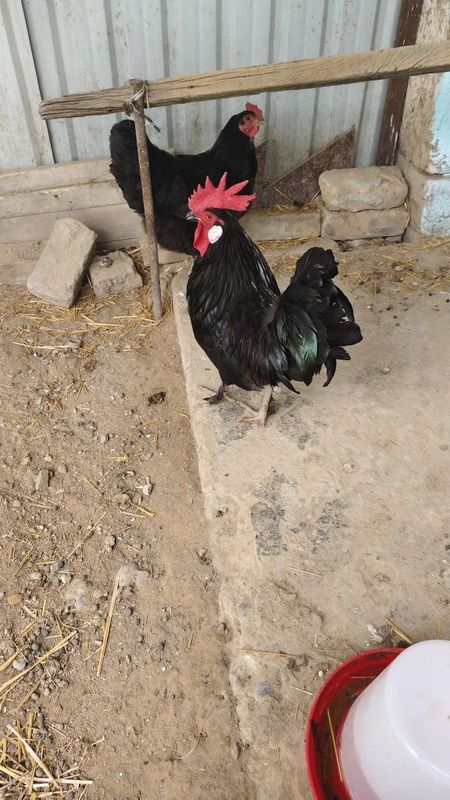 Xoroz sotiladi yoliy tovuqa barter qlamiz Xoroz sotiladi yoliy tovuqa barter qlamiz