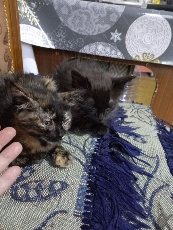Котята девочка и мальчик. Котята девочка и мальчик.