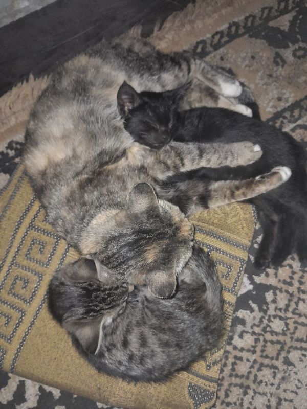 Mushuk va uning bolalari Mushuk va uning bolalari