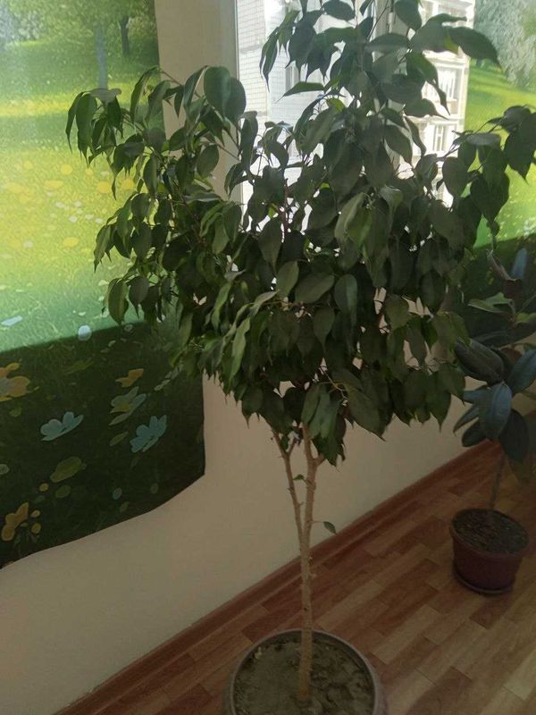 Фикус Бенджамина для дома и офиса Фикус Бенджамина для дома и офиса