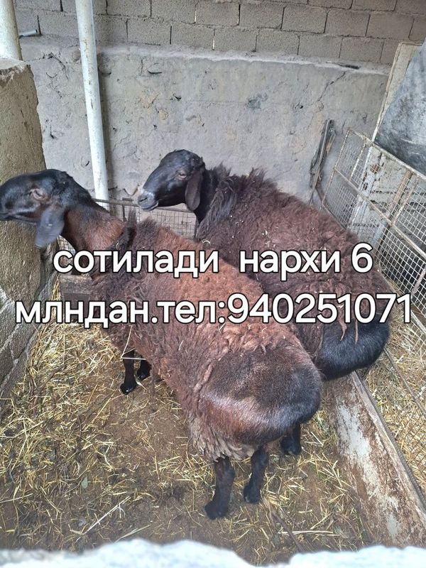 Кучкорлар сотилади. Кучкорлар сотилади.