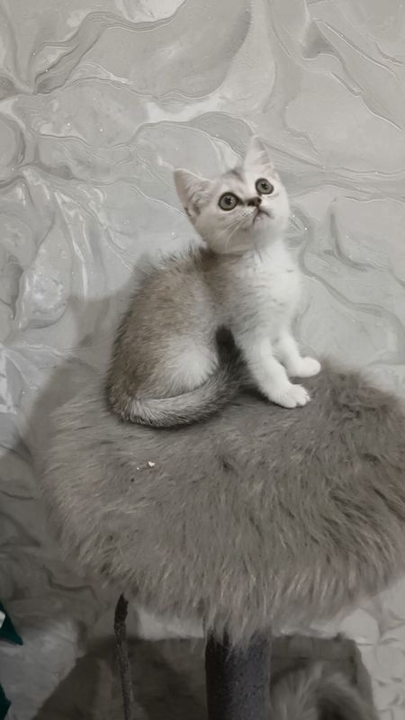 Продаётся чистокровная британская девочка