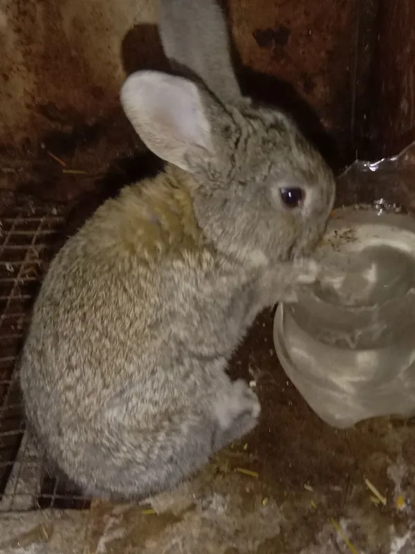 Продам молодых крольчата породы Фландр на фото мать и отец Продам молодых крольчата породы Фландр на фото мать и отец