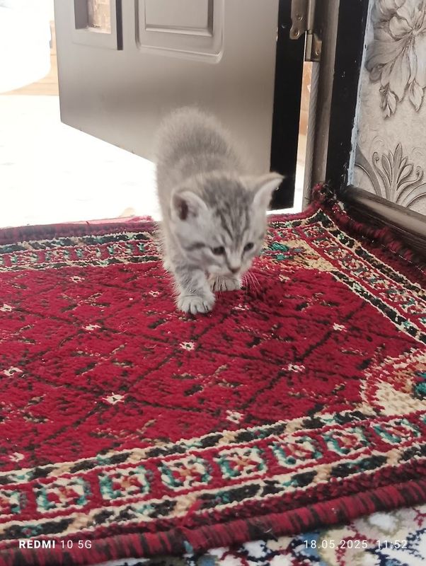 Mushukchalar sotiladi zotli ma'lumotlar telda