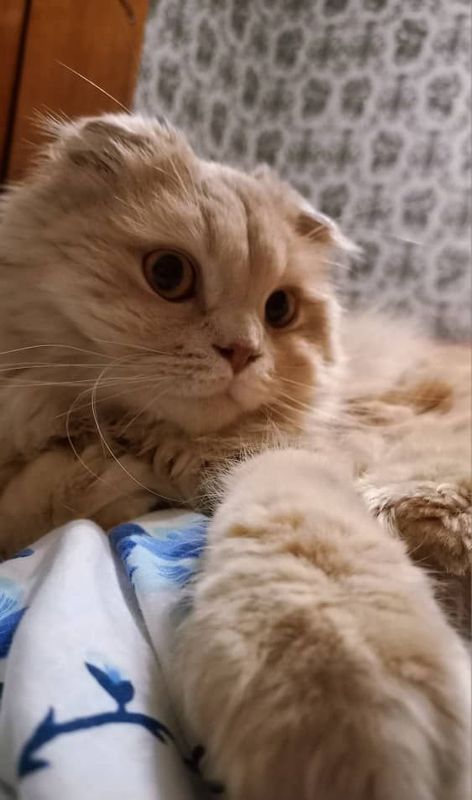Персидский кот продается Персидский кот продается