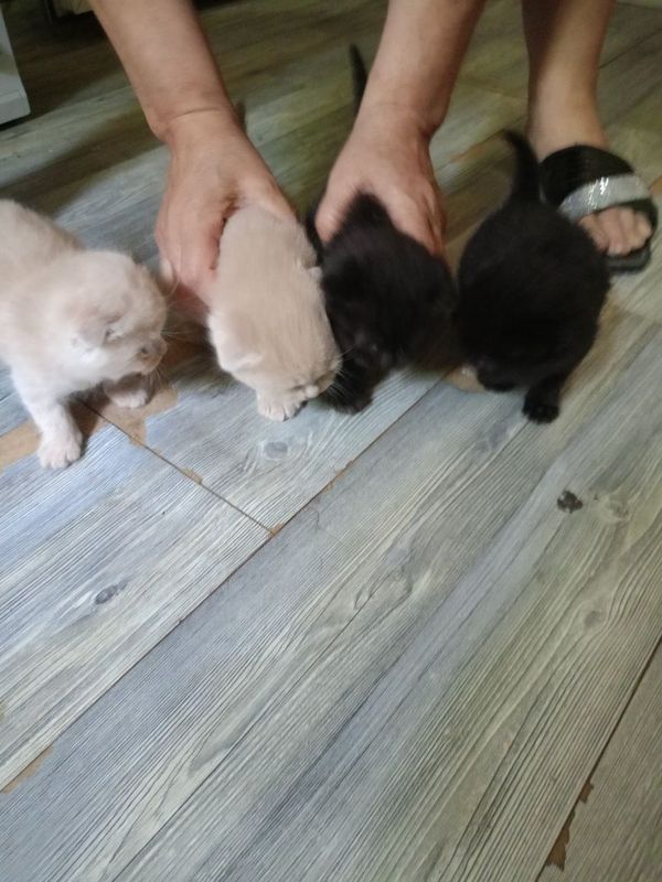 Котята британские вислоухие Котята британские вислоухие