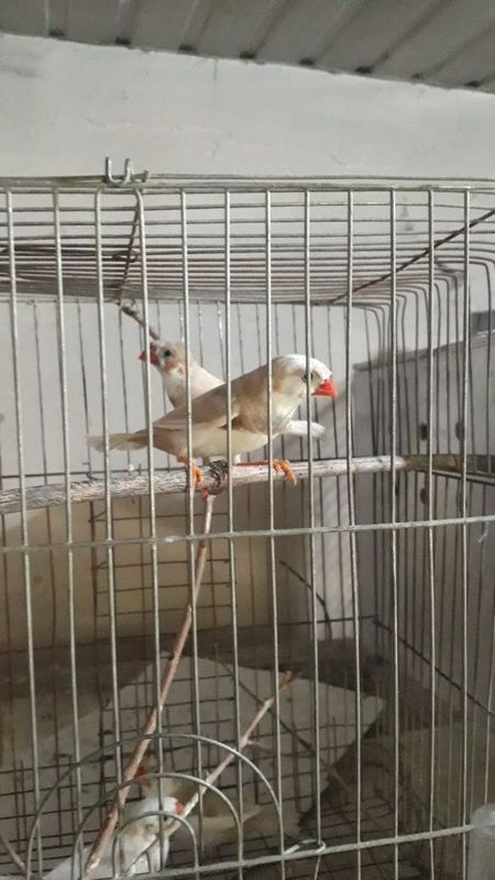 Амадинка птицы..