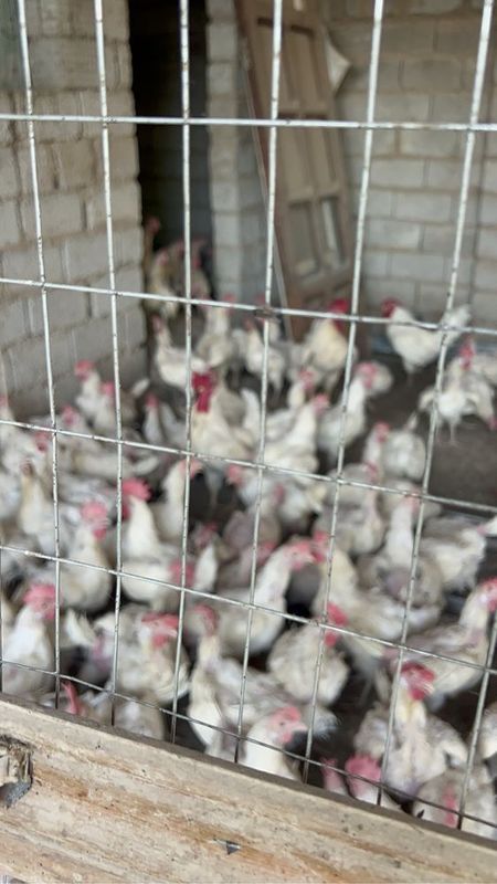 Loman sendi tovuqlari sotiladi 250 ta hammasi bir joyda sotiladi Loman sendi tovuqlari sotiladi 250 ta hammasi bir joyda sotiladi