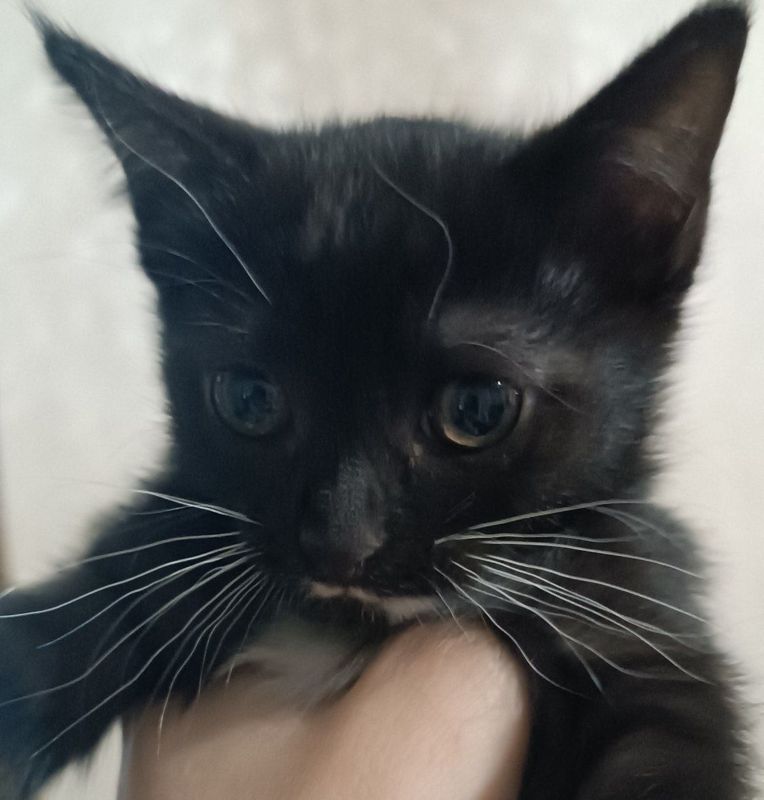 Котенок в добрые руки Котенок в добрые руки