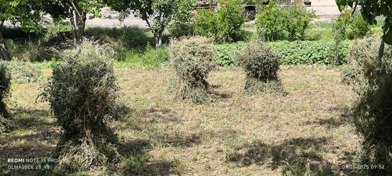 Beda boğ sotiladi Beda boğ sotiladi