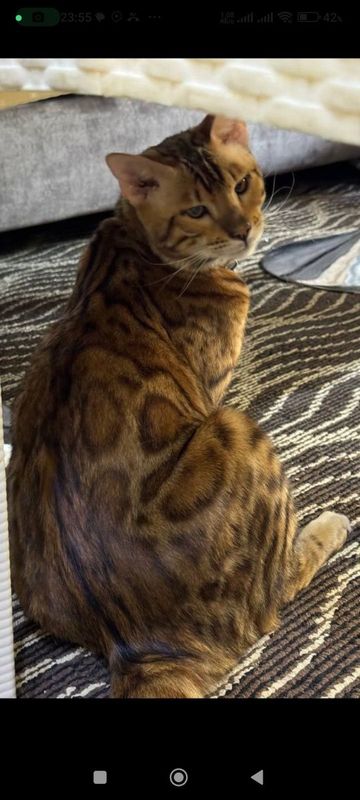 Продается бенгальский котик