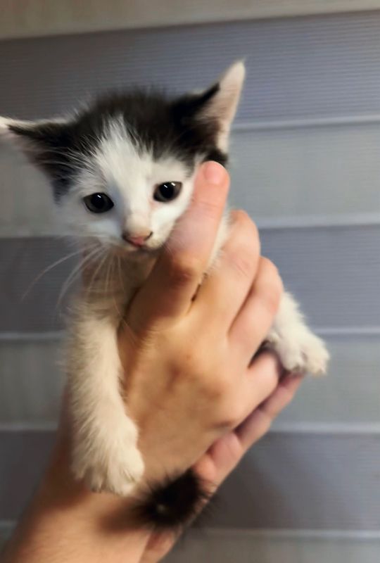 Котята бесплатно! Котята бесплатно!