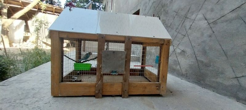 Nar (erkak) valnistiy sotiladi qafasi bn 400 000 kami bot Toshkent Yu