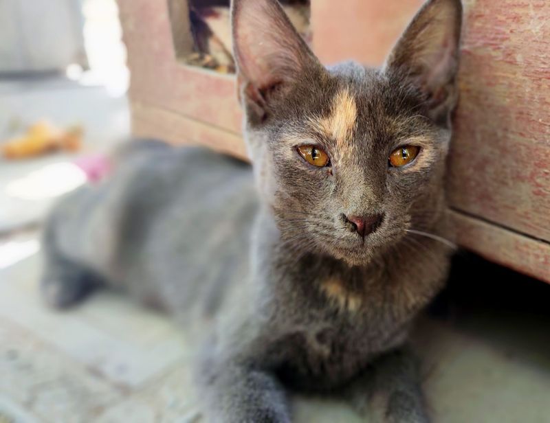 Котята подростки Котята подростки