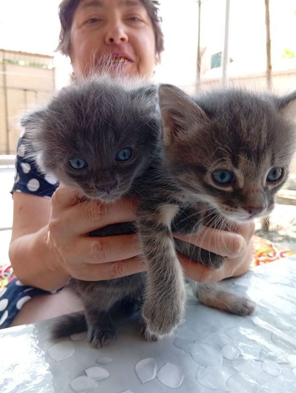 Продаются котята Продаются котята