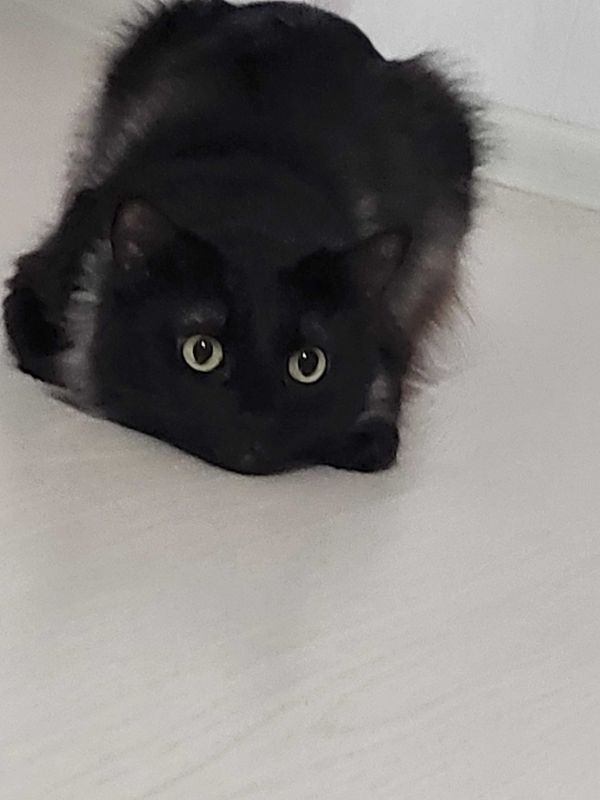 Кошка, сибирский тифани