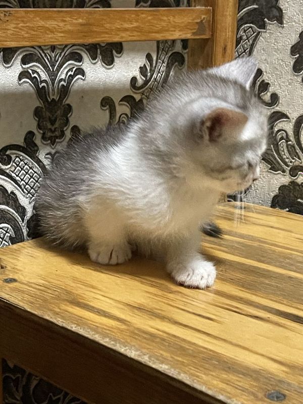 Скотиш. страйт