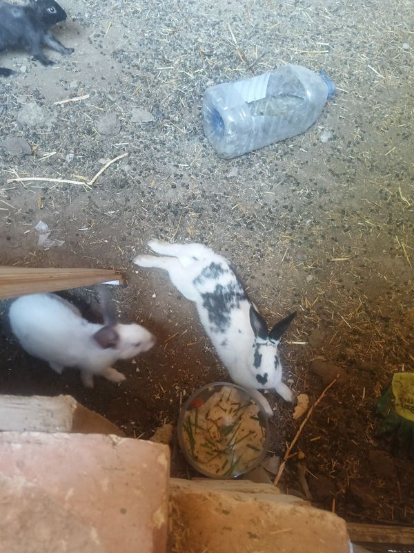 Quyonla bor 4 5 oyli doriliga Quyonla bor 4 5 oyli doriliga
