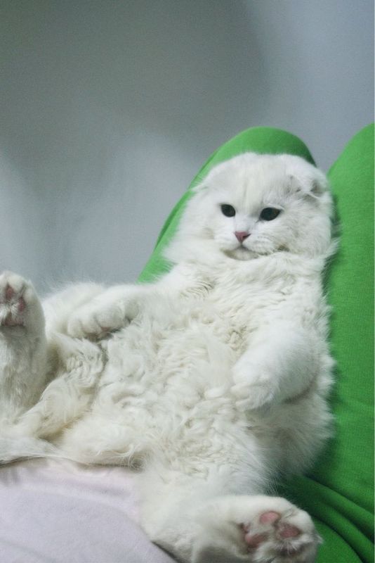 вязка, приглашаем кошечку