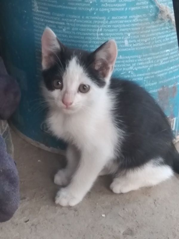Котёнок девочка возраст один месяц Котёнок девочка возраст один месяц