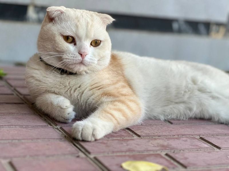 Zoti: Scottish fold. Yoshi:1 yosh. Jinsi: o'g'il bola. Sog'ligi: a'lo.